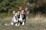 CORGI CARDIGAN 002